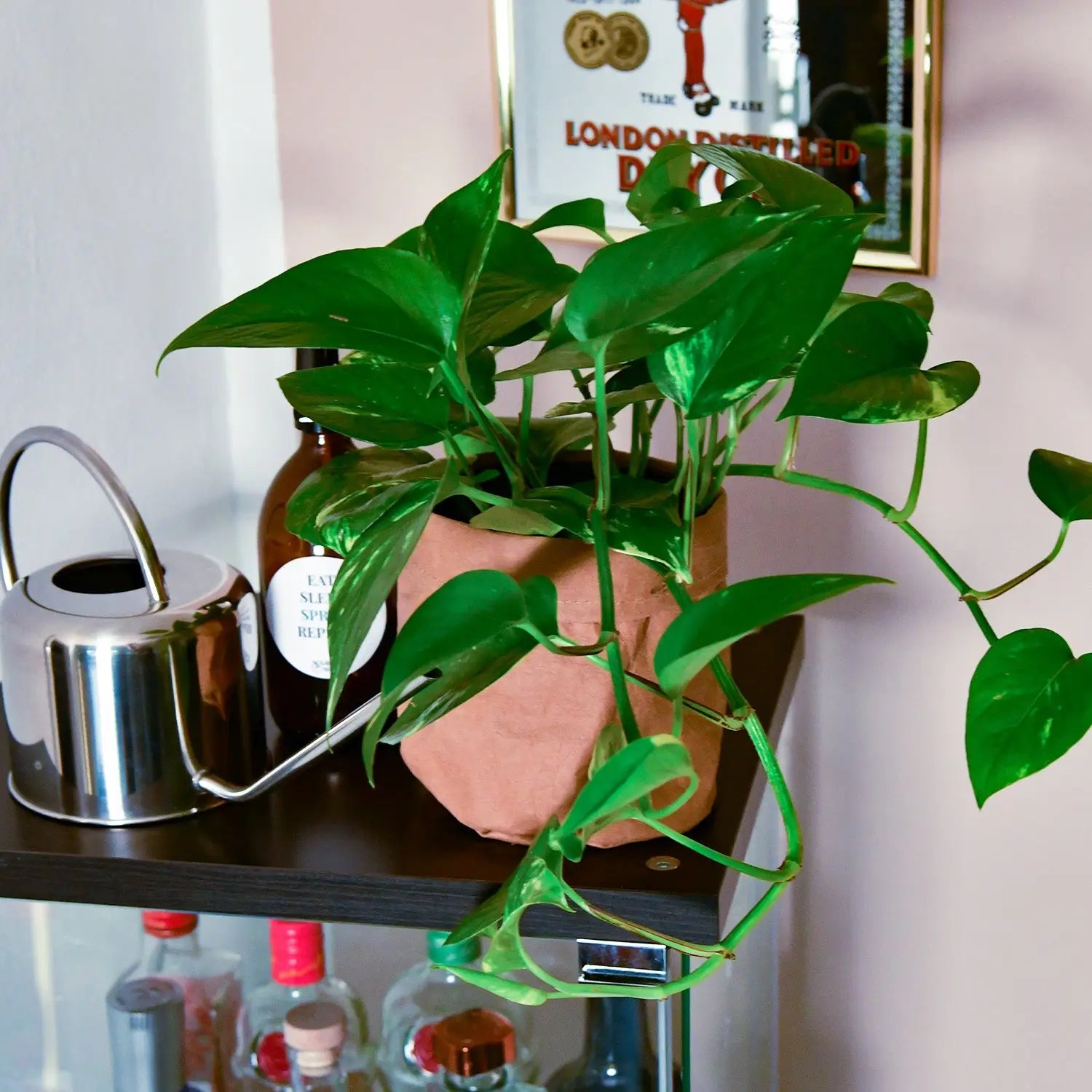 Hydro Efeutute – Green Me Up