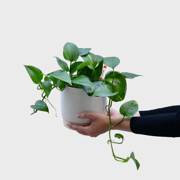 Hydro Efeutute – Green Me Up