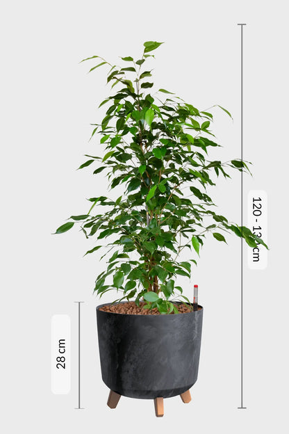 Ficus Benjamina in hydrokultur als große Büropflanzemit Höhe bis zu 130cm