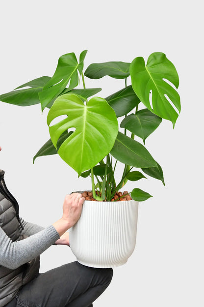 monstera hydro Hydro Kingsize Monstera, 60-80cm – Green Me Up