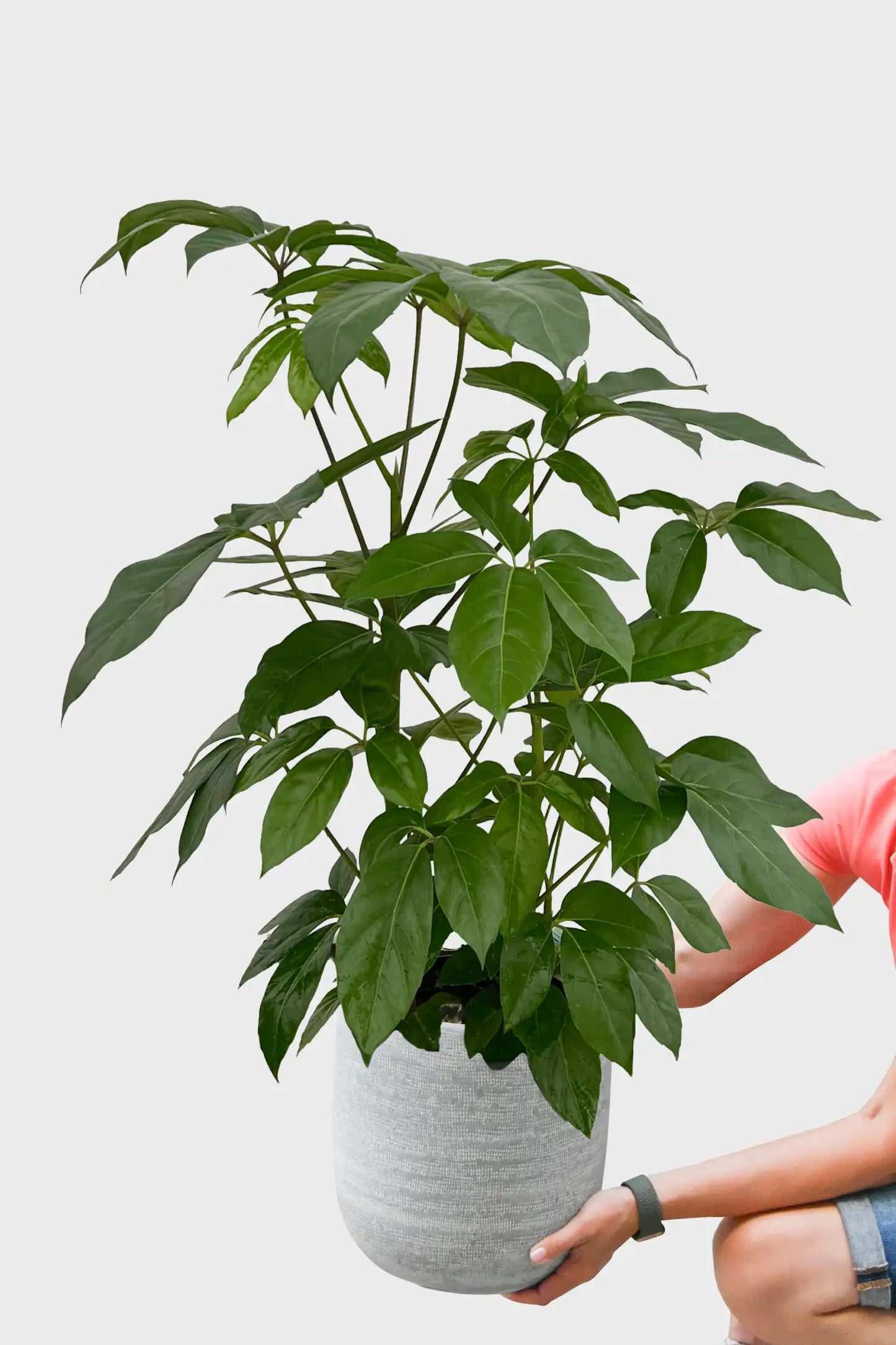 Hydro Kingsize Schefflera Amate