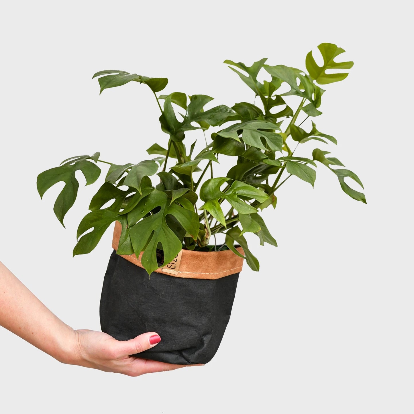 Hydro Monstera Minima