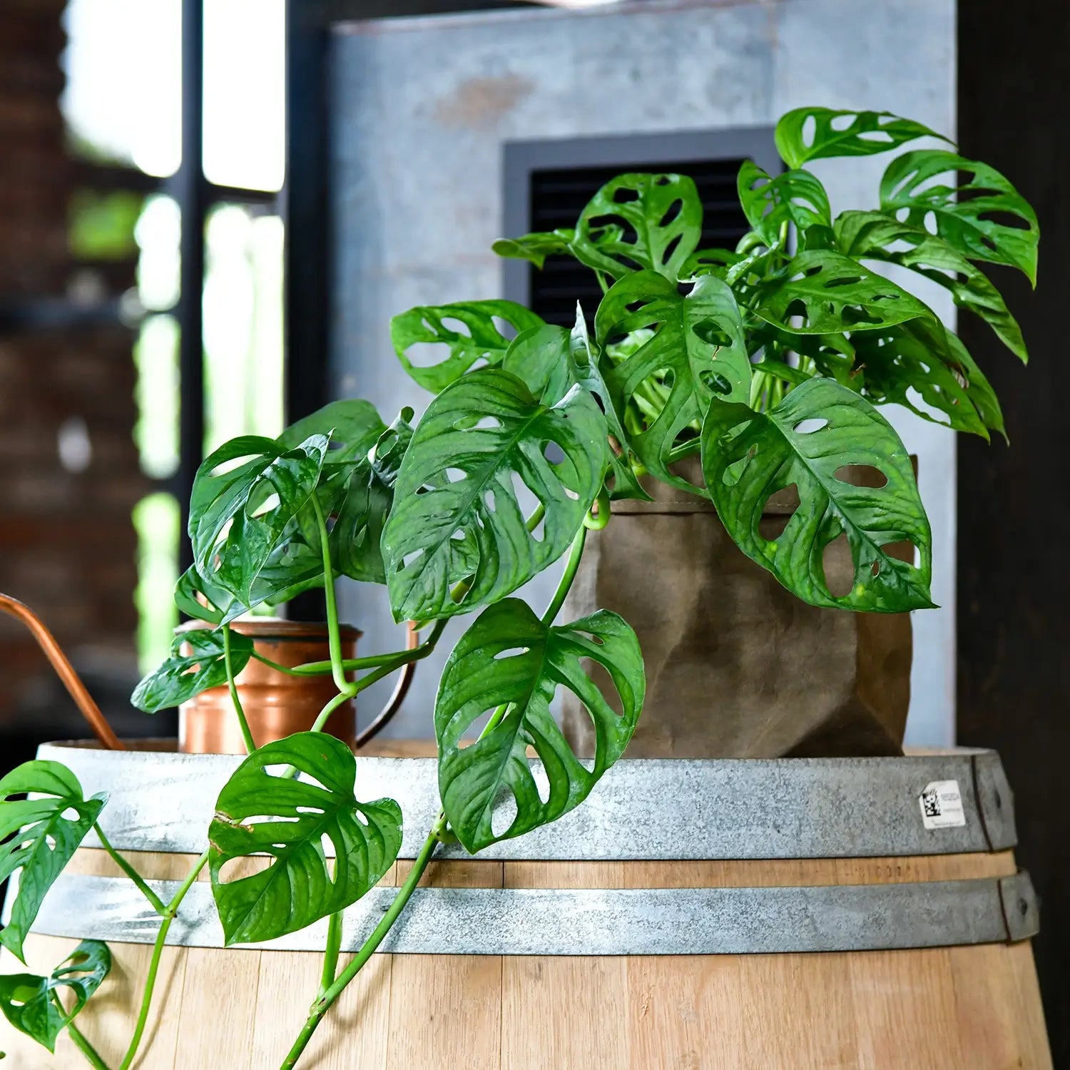 monstera hydro Hydro Monstera Monkey – Green Me Up
