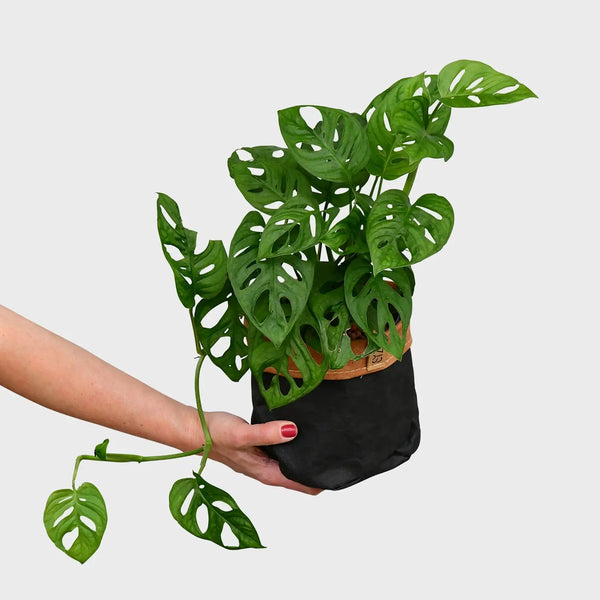 monstera aquakultur Hydro Monstera Monkey – Green Me Up