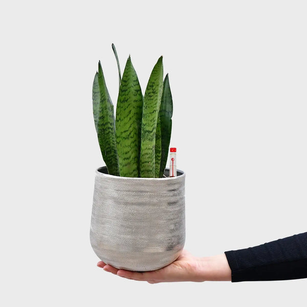 Hydro Sansevieria – Green Me Up