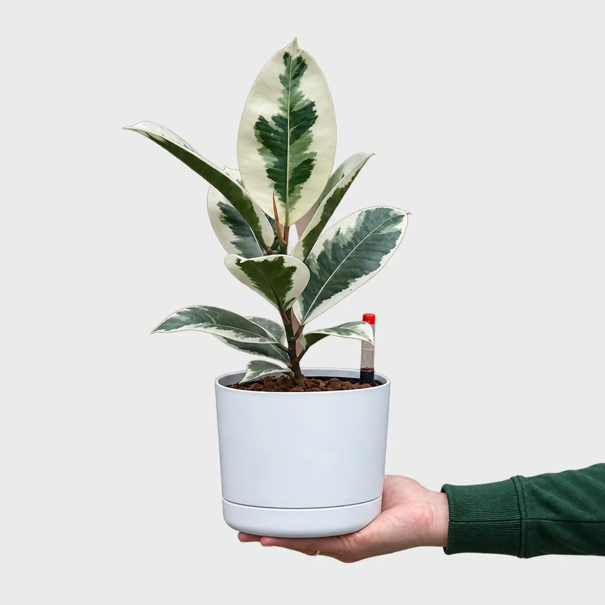 Hydro Tineke