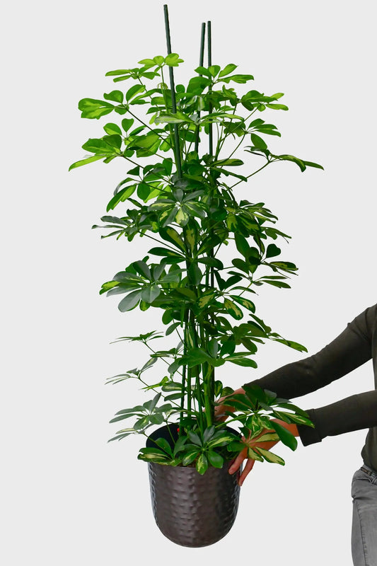 XXL Schefflera in Hydrokultur frisch beim Gärtner kaufen