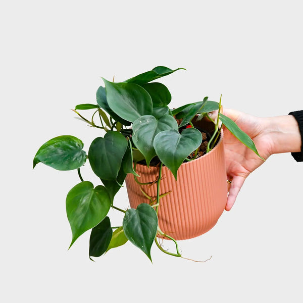 Hydro hängender Philodendron – Green Me Up