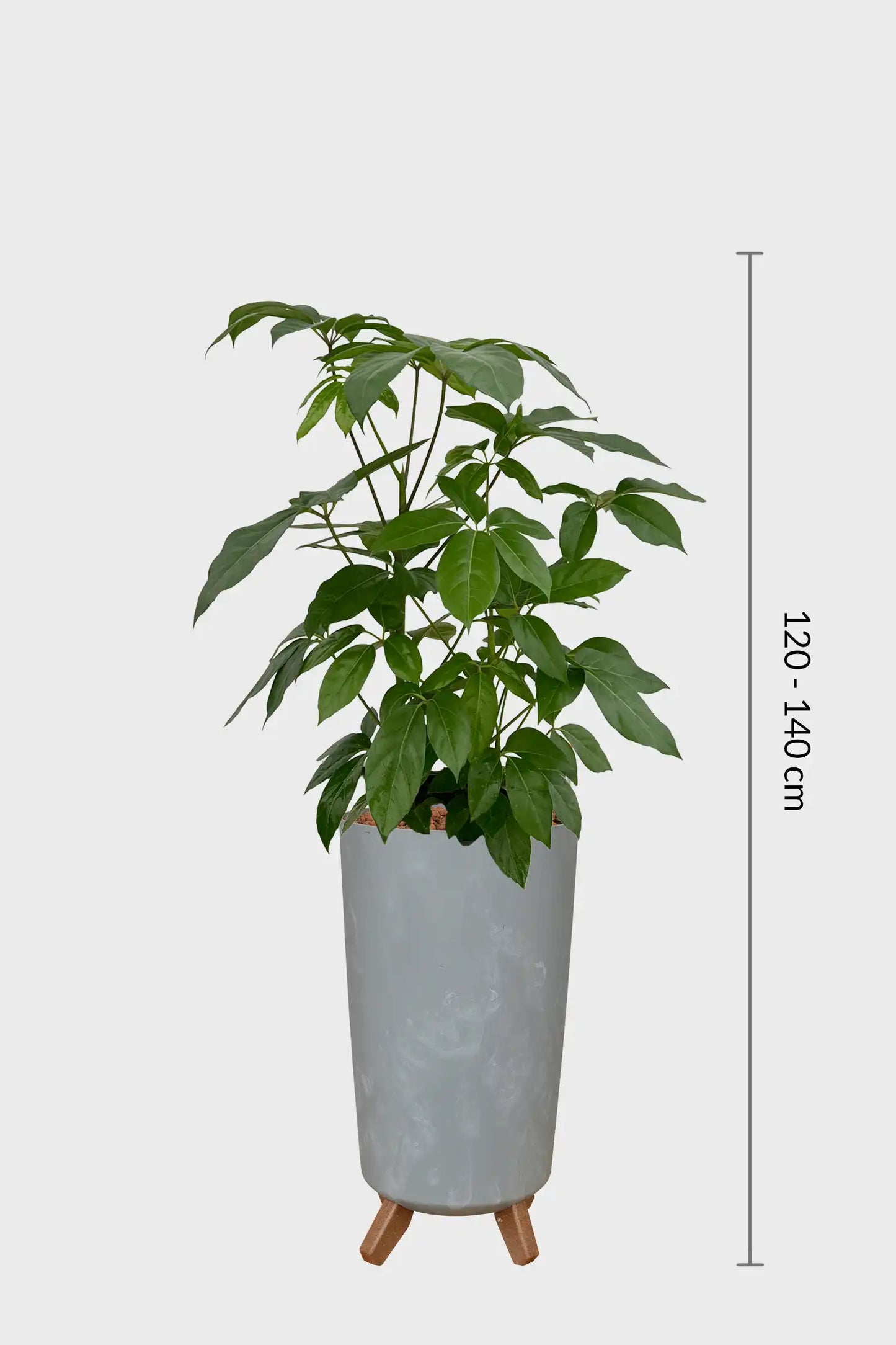 HYDRO SET XL BÜROPFLANZE Amate mit Vase in Betonoptik