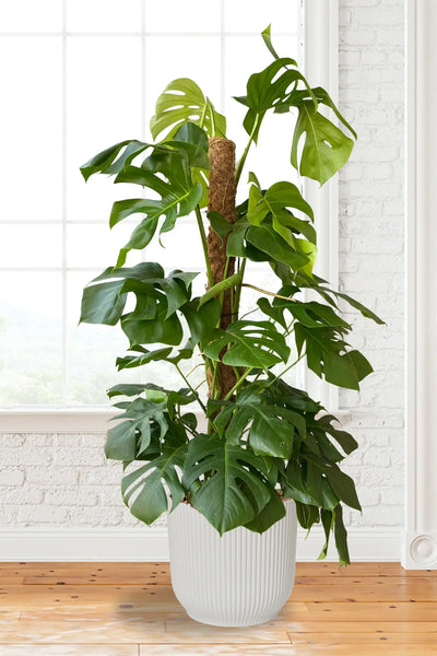Hydro XXL Monstera am Stab, 120-140cm – Green Me Up