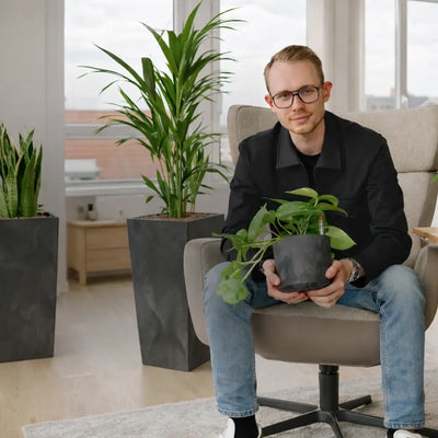 Bürobegrünung mit pflegeleichten Hydrokulturpflanzen in Betonoptik Gefäßen für das Büro