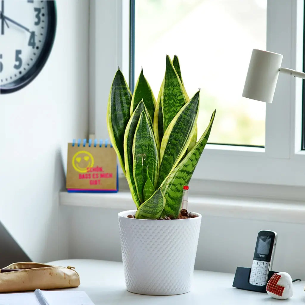 Bogenhanf Sansevieria Laurentii in Hydrokultur als JobPflanze fürs Büro