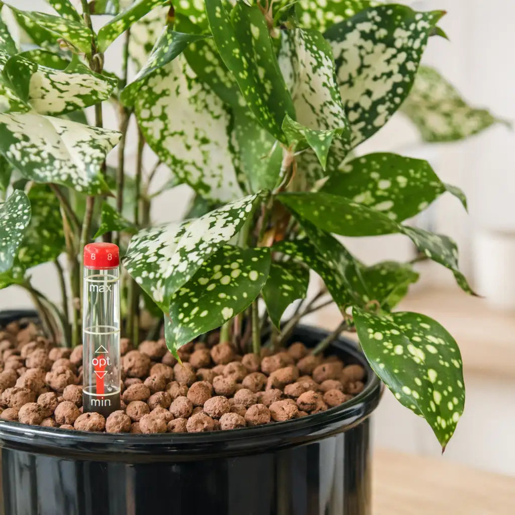 Hydrokulturpflanze mit Blähton Granulat und Wasserstandsanzeiger