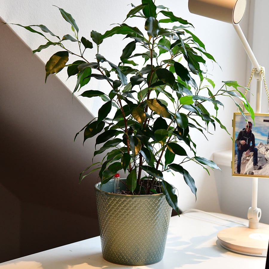 Pflanzen richtig umtopfen – Green Me Up