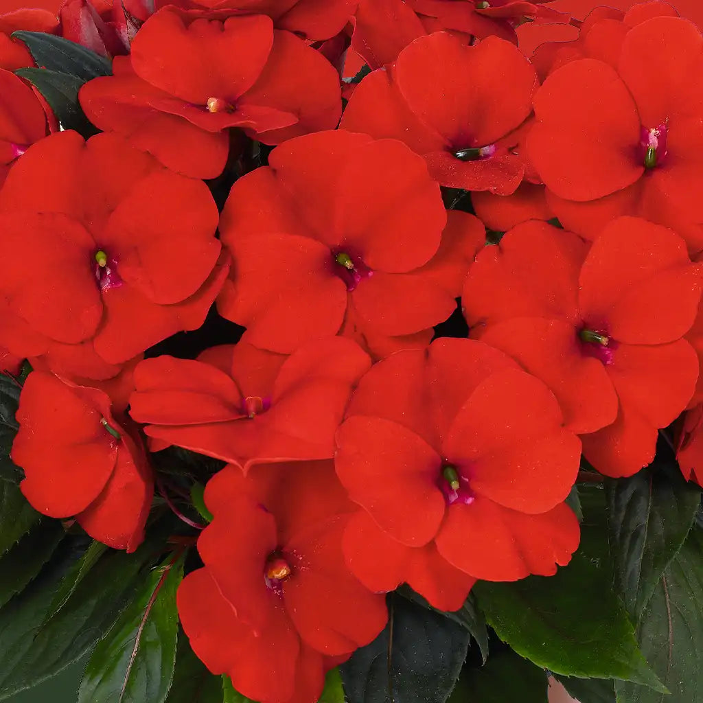 Impatiens Allegro