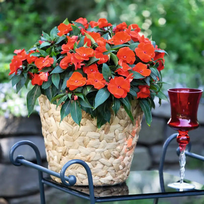 Impatiens Allegro