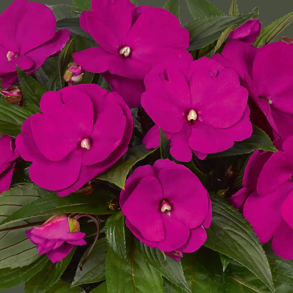 Impatiens Purple
