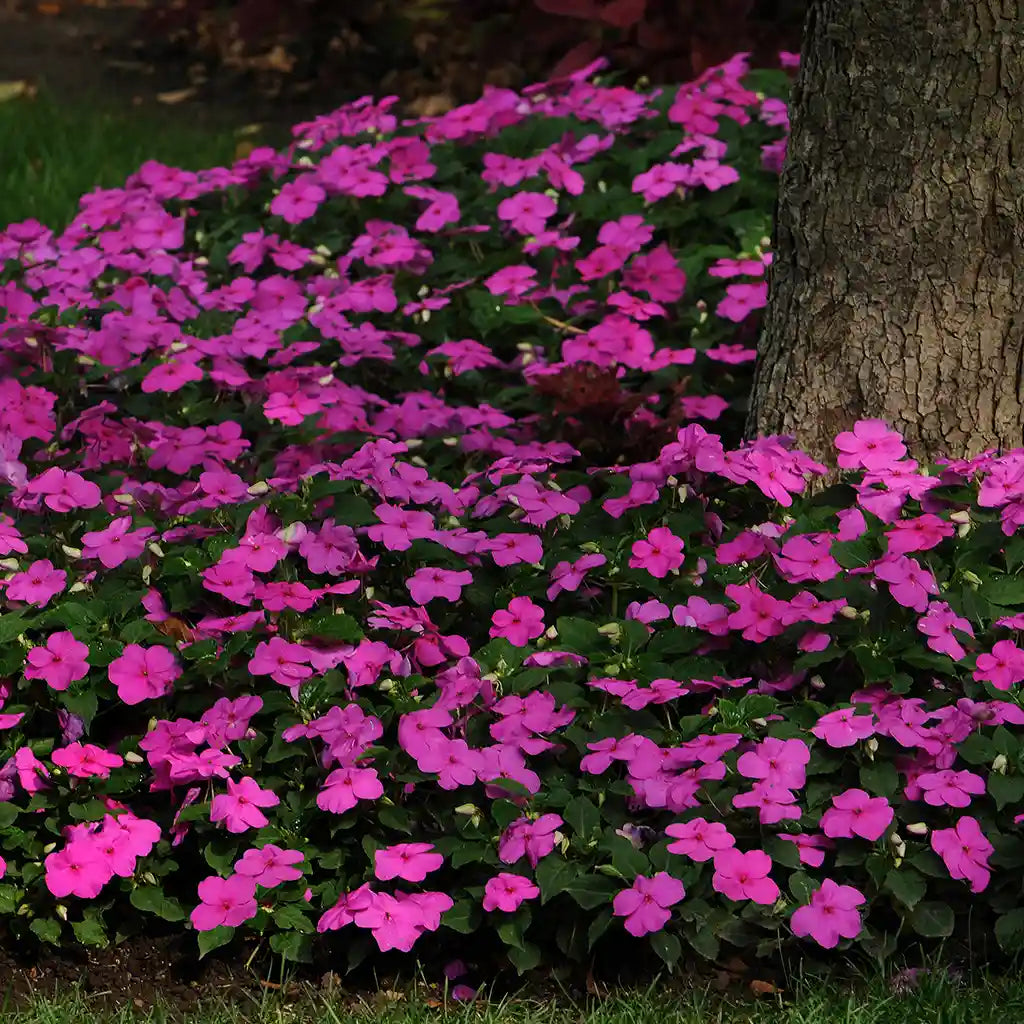 Impatiens Purple