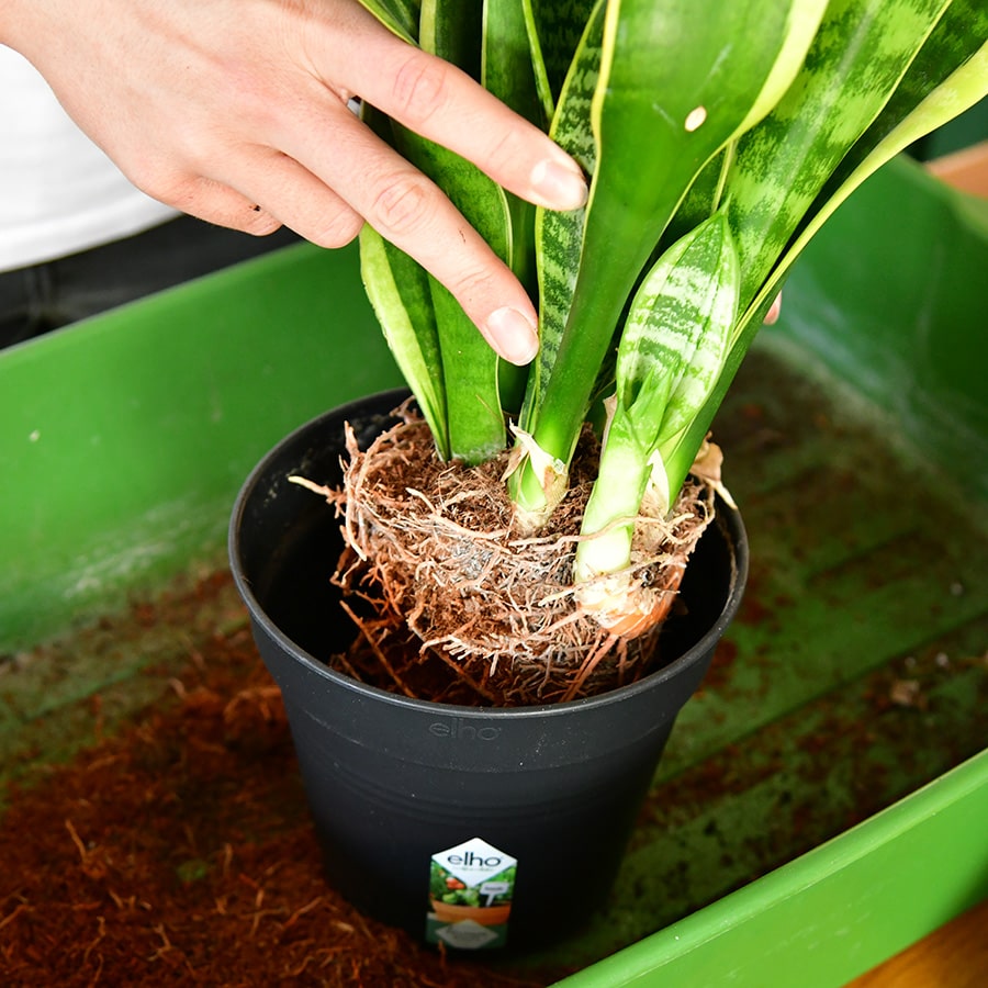 Pflanzen richtig umtopfen – Green Me Up