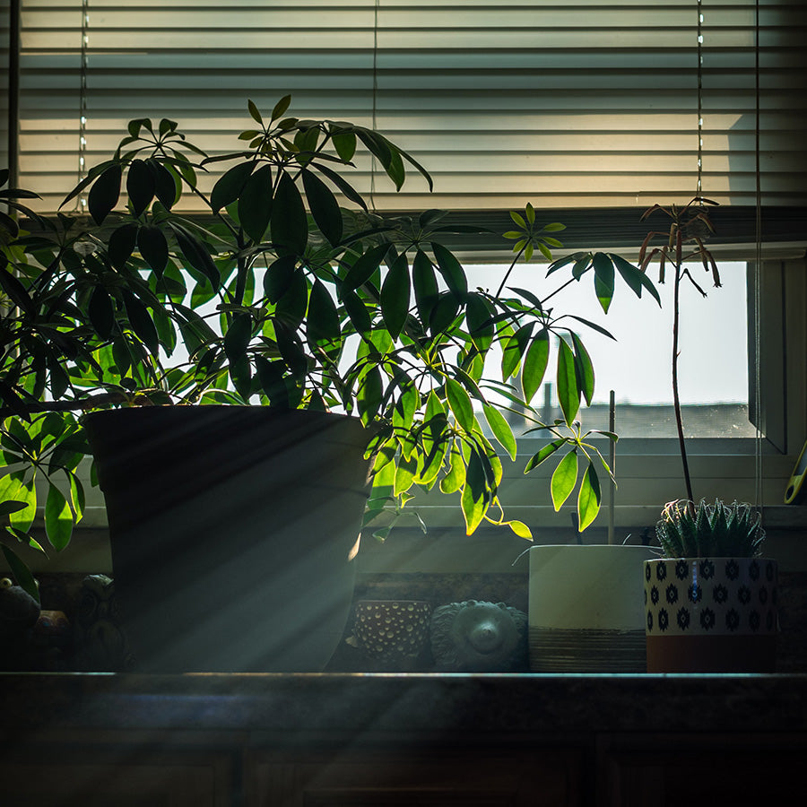 Pflanze-Fenster-Sonne-Rollo