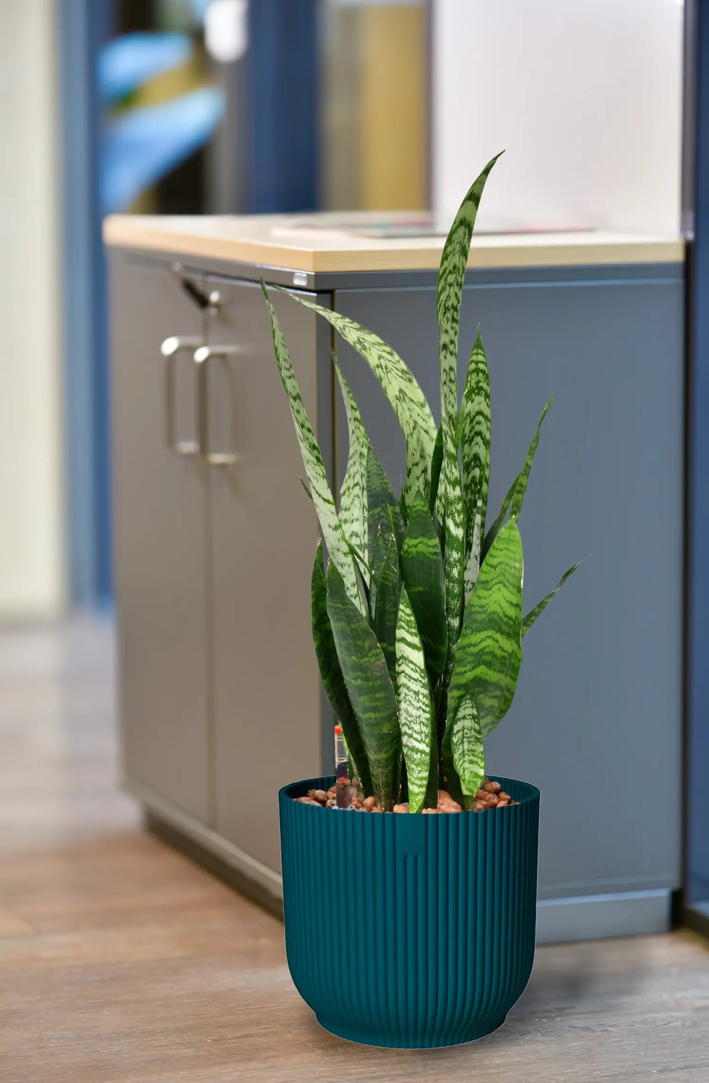 JobPflanze XL Starke Sansevieria