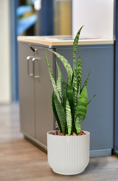 JobPflanze XL Starke Sansevieria