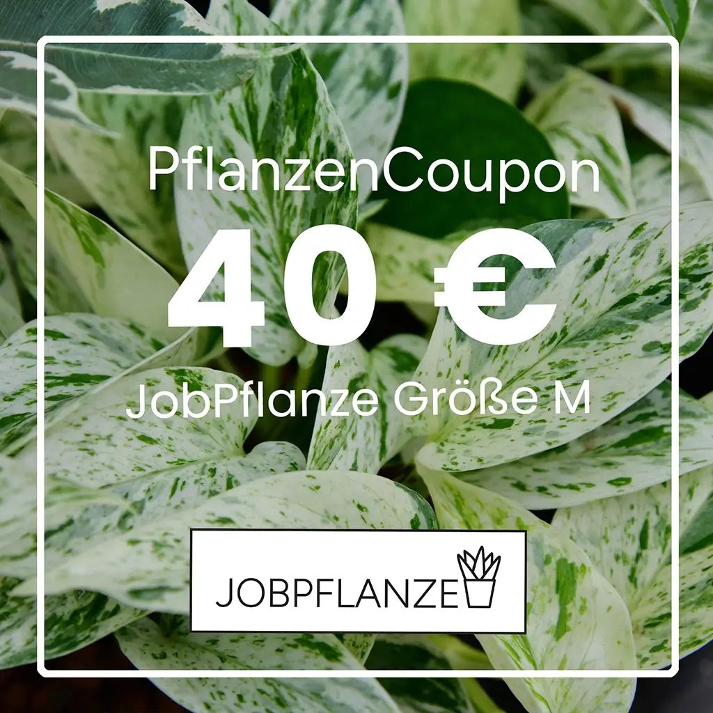 JObPflanze Pflanzencoupon für 40Euro