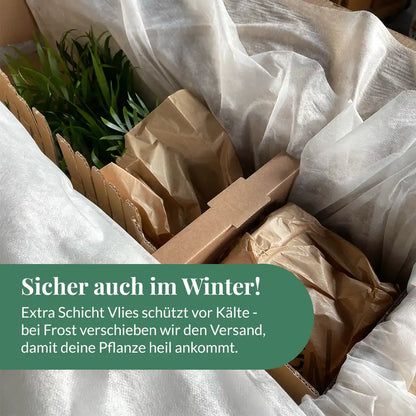 Calathea Rose Crimson