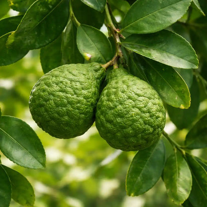 frische, grüne Kaffir Früchte am Limettenbaum