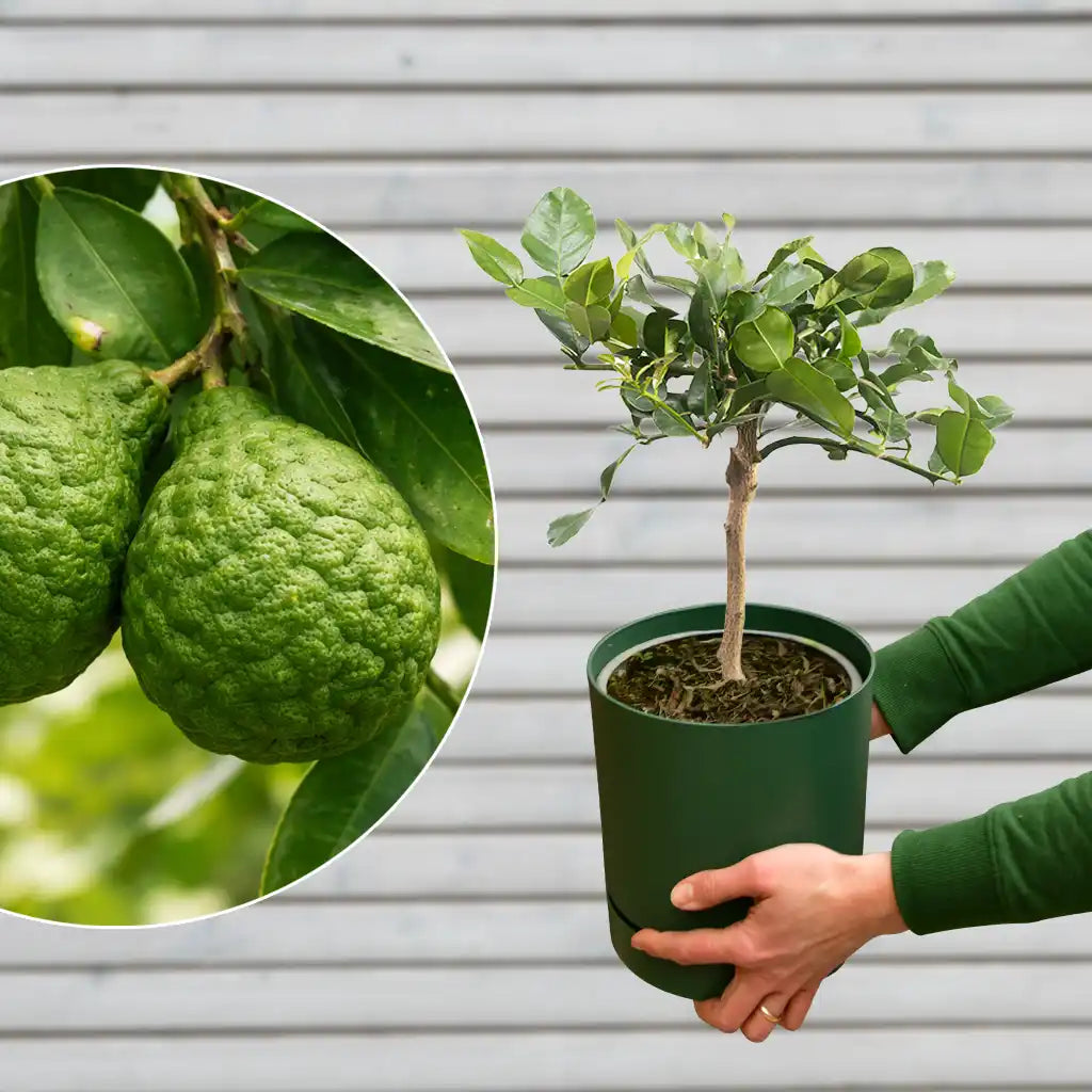 mediterrane Kaffir Limettenpflanze mit Übertopf für den Balkon kaufen