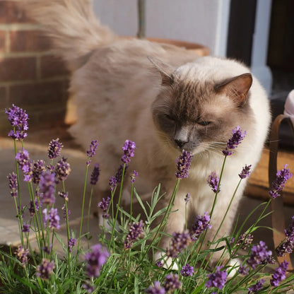 Katze schnüffelt an ungiftigen Balkonpflanzen
