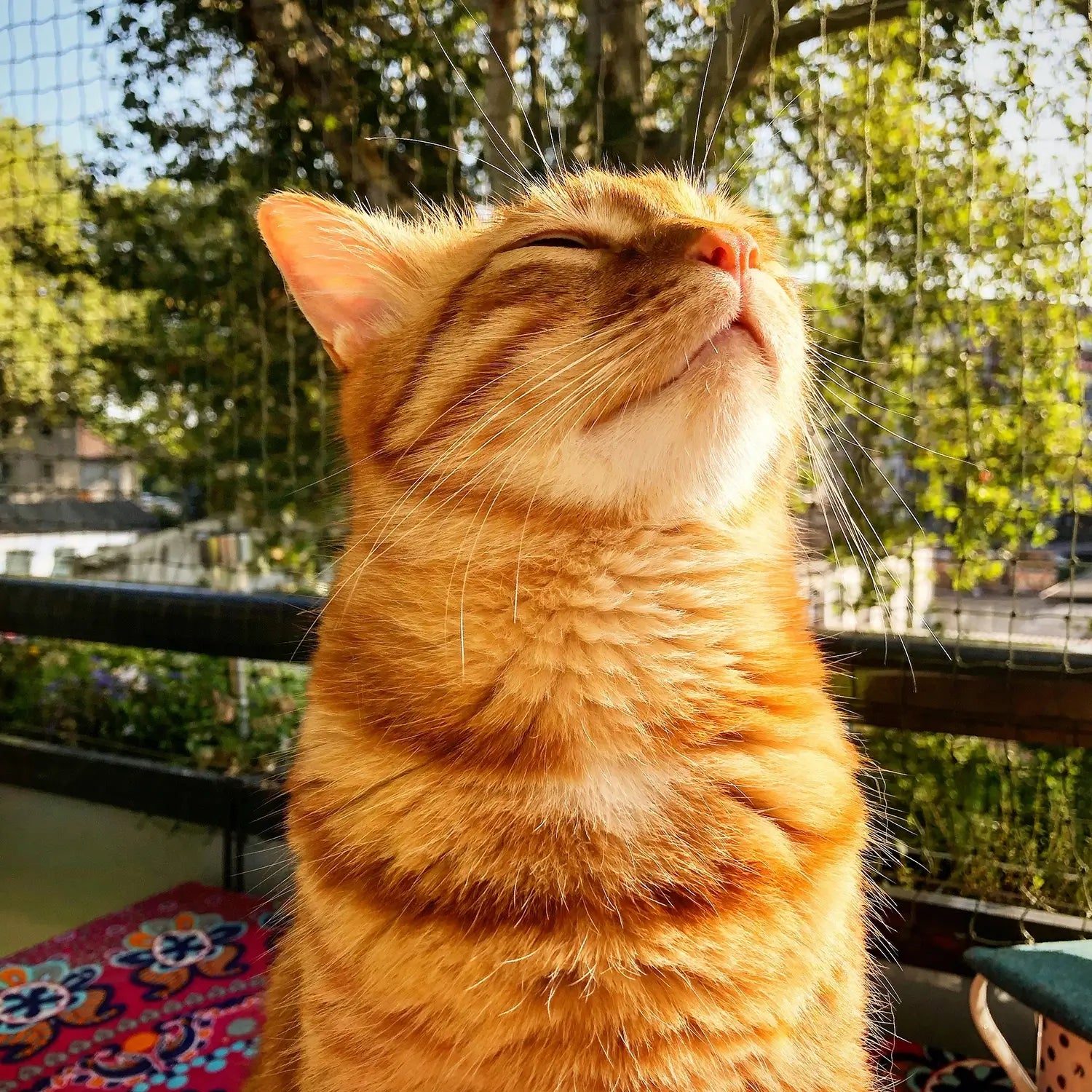 Glückliche Katze auf dem Balkon