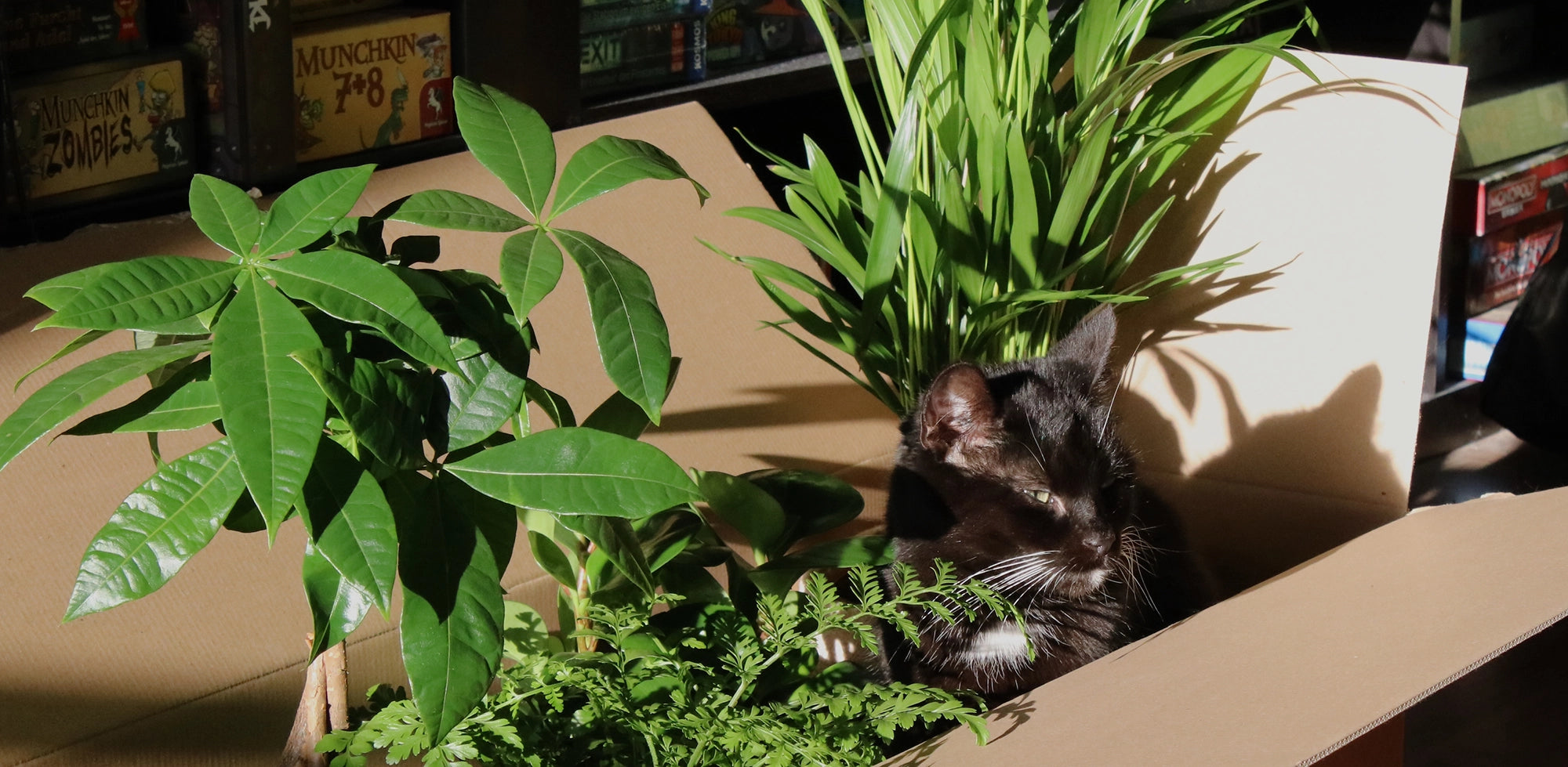 Katze sitzt in einem Karton mit vielen tierfreundlichen, ungiftigen Zimmerpflanzen