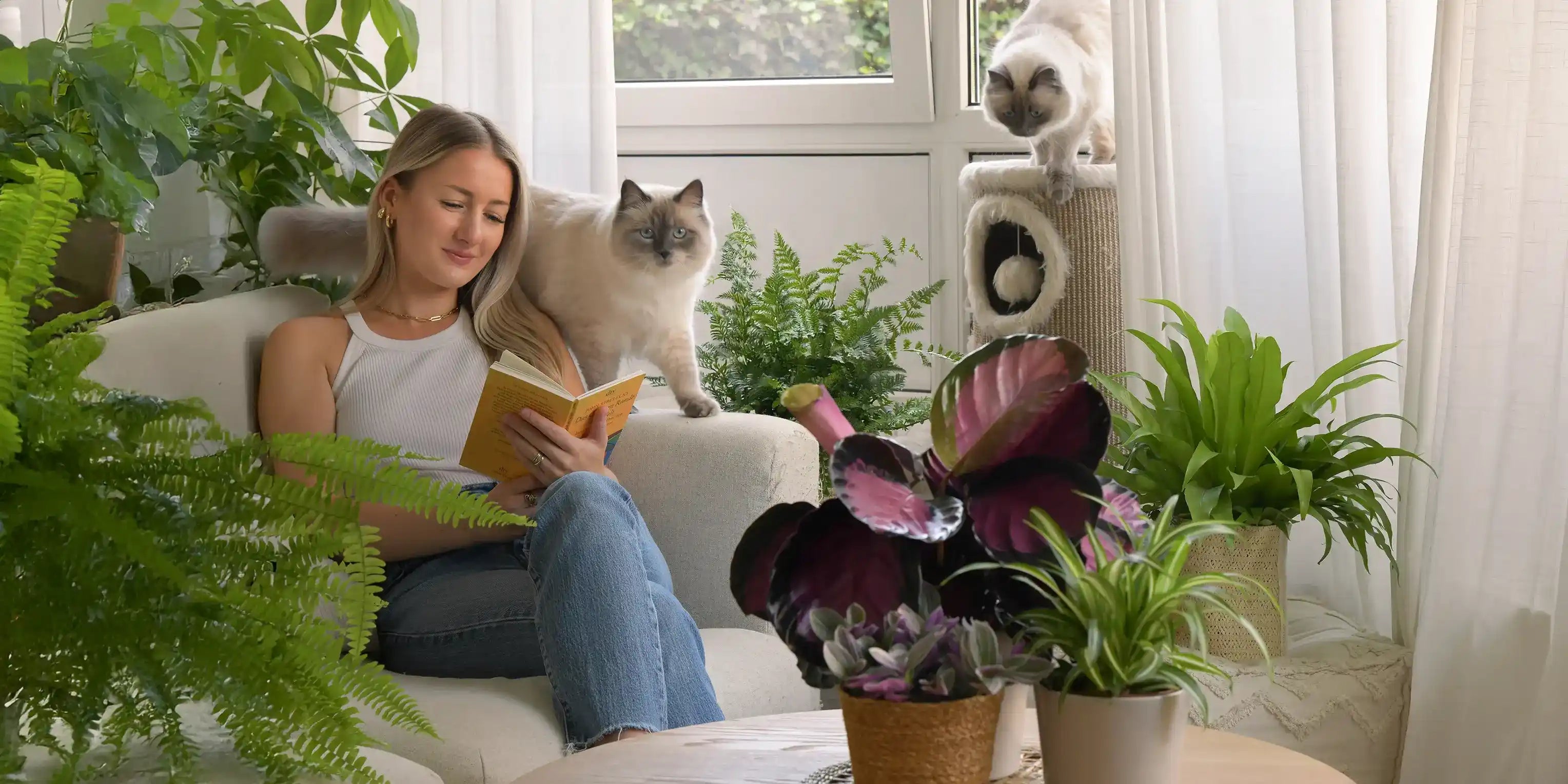 ungiftige und luftreinigende Zimmerpflanzen für Haustierhaushalte mit Katzen