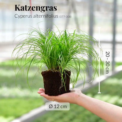 GREEN WEEK 6er Box tierfreundliche Pflanzen