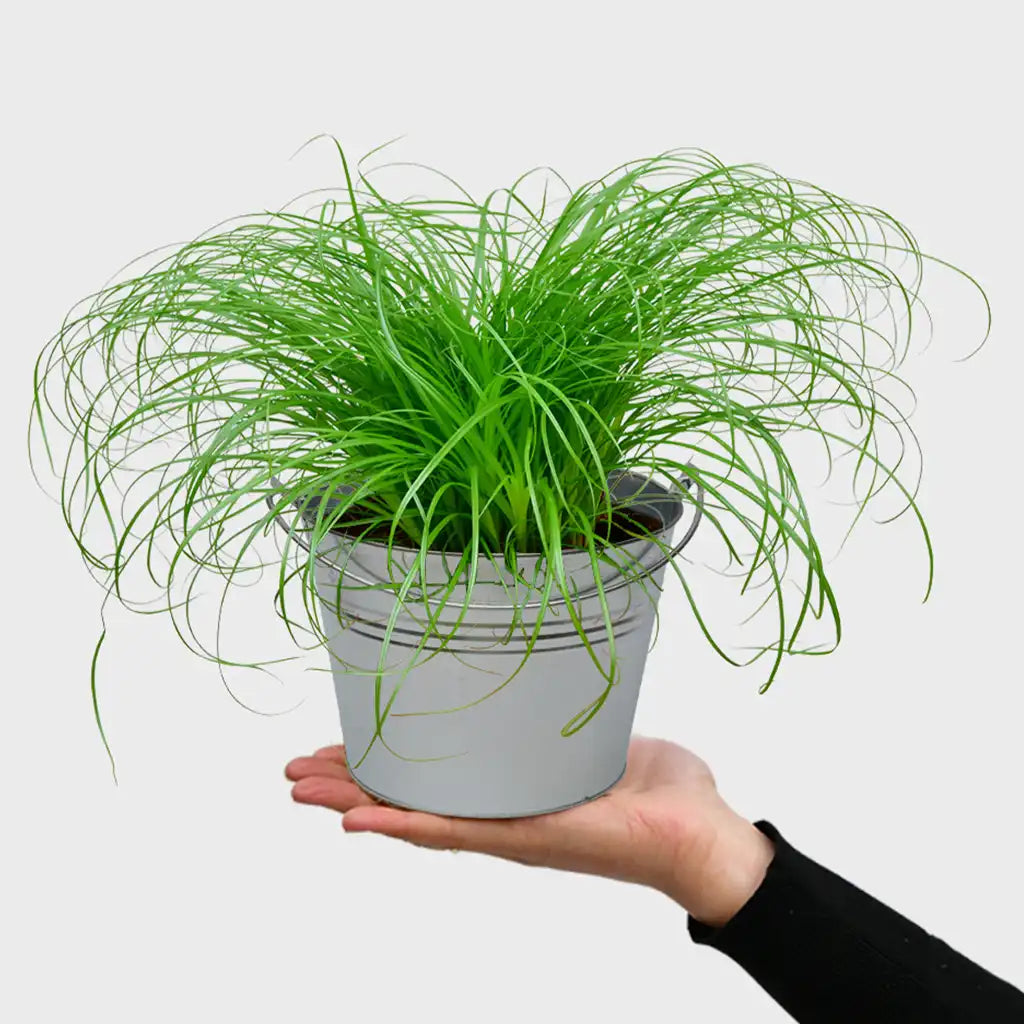 Katzengras