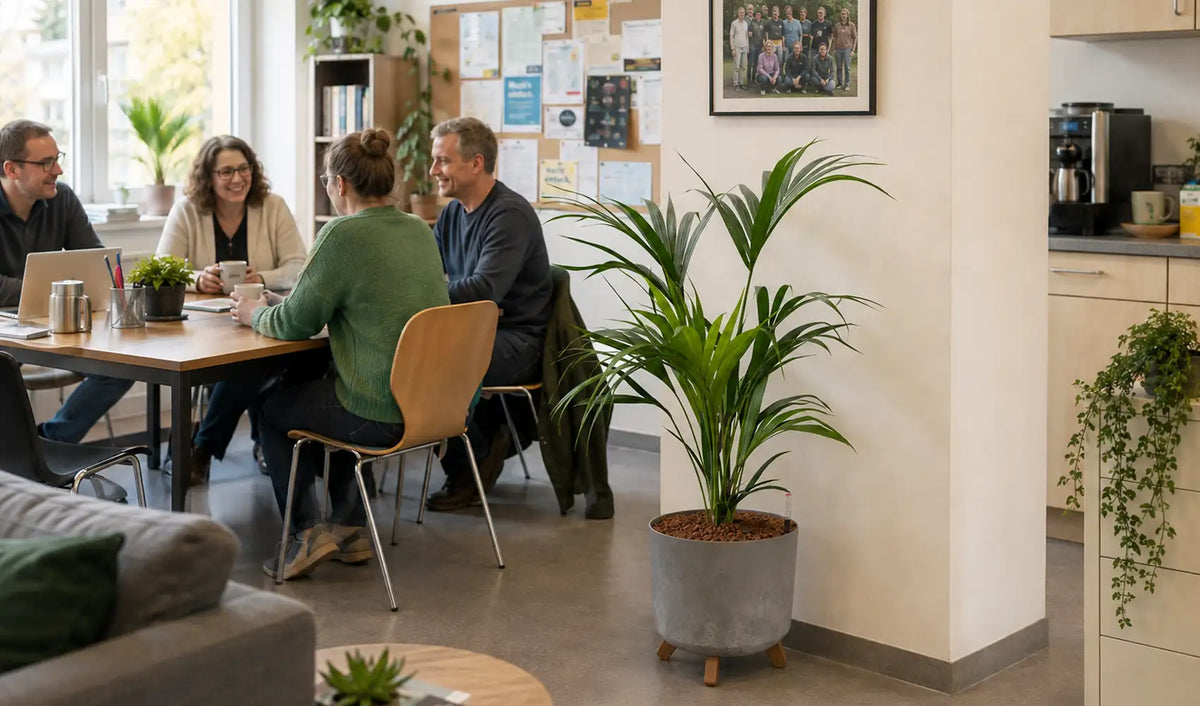 Kentiapalme Hydrokultur im Betonoptik Übertopf Lehrerzimmer Schule