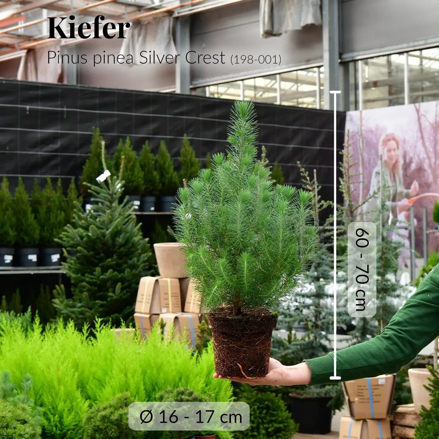 Frische Kiefer mit gesunden Wurzeln direkt beim Gärtner