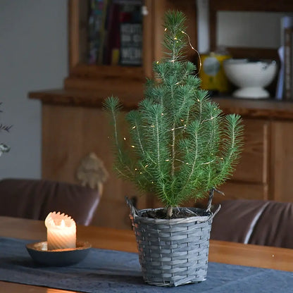 Schöne kleine Kiefer mit Lichterkette in einem Esszimmer