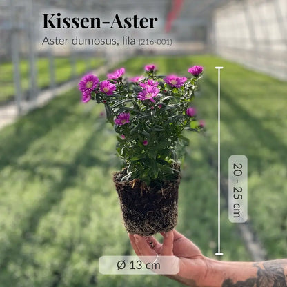 Frische Kissen-Aster direkt beim Gärtner mit gesunden Wurzeln