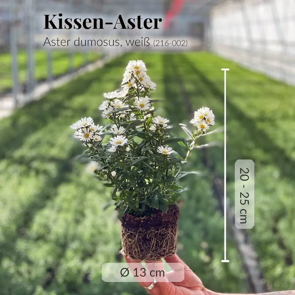 Weiße Kissen-Aster mit gesunden Wurzeln frisch vom Gärtner