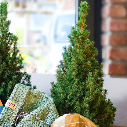 Kleiner Picea Conica Weihnachtsbaum in Kiste mit Lichterkette