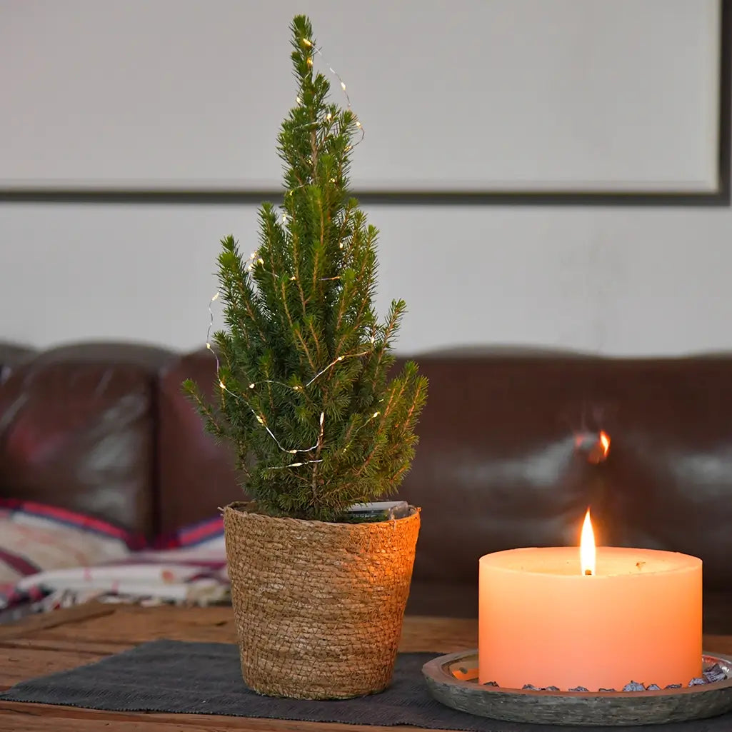 Kleiner Weihnachtsbaum im Topf, 30-40cm