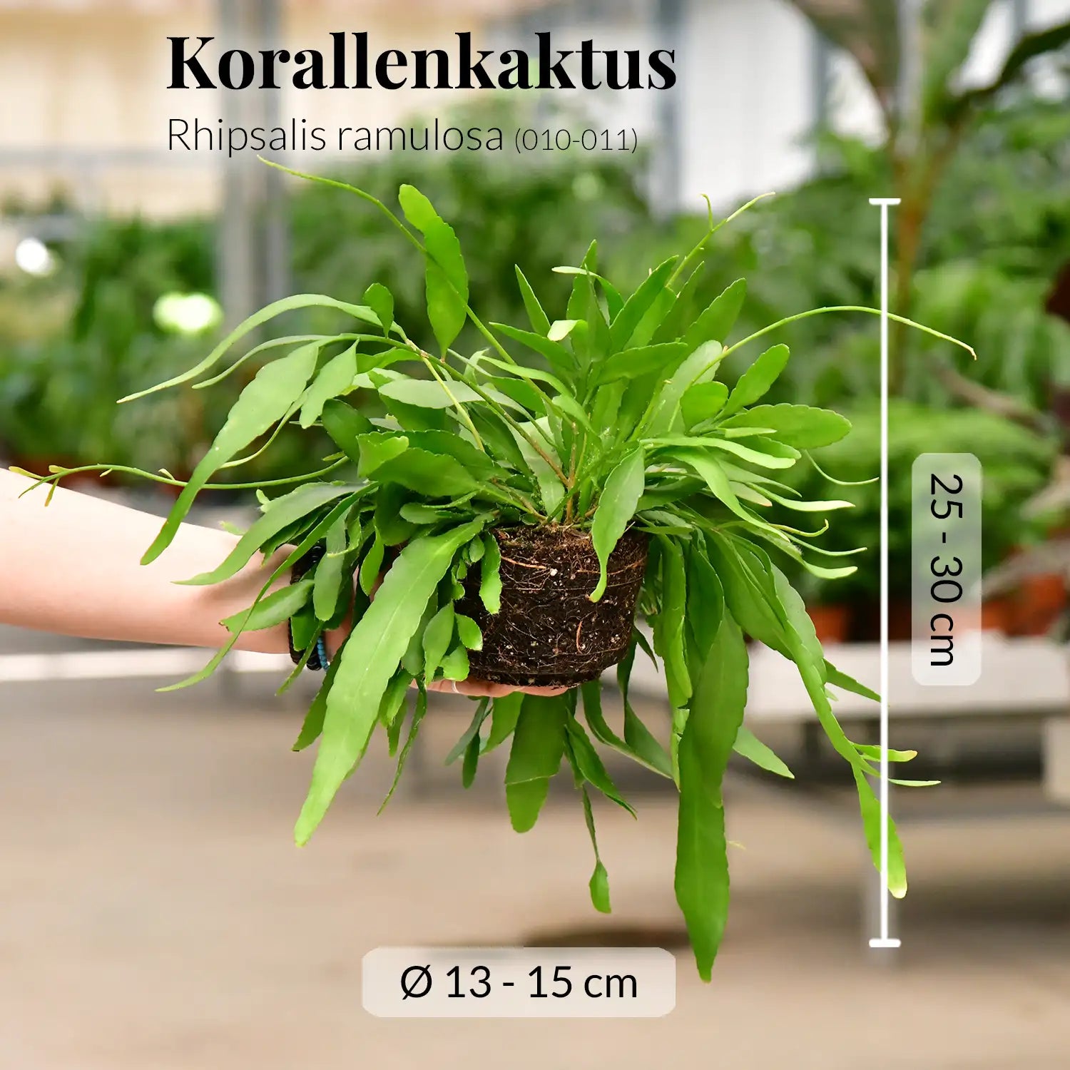 ökologisches saatgut Bio-Saatgut – Trendbox main image 1