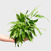 Hängender Korallenkaktus Rhipsalis Ramulosa