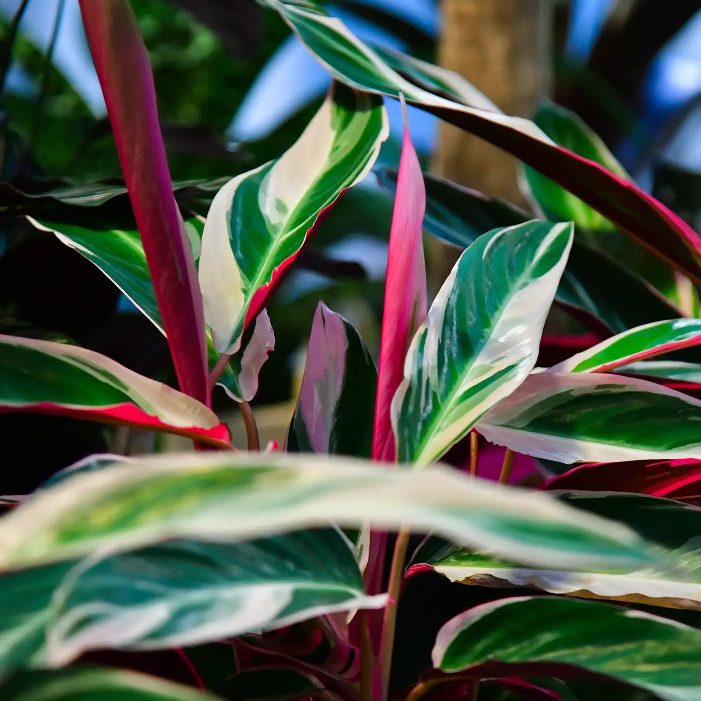 Calathea Triostar