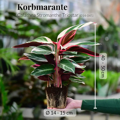 SPECIAL OFFER Calathea Triostar