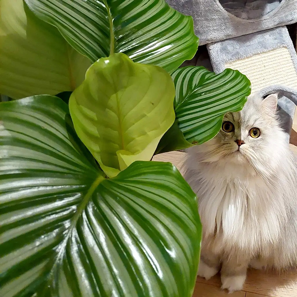 Glückliche Katze mit Calathea Orbifolia