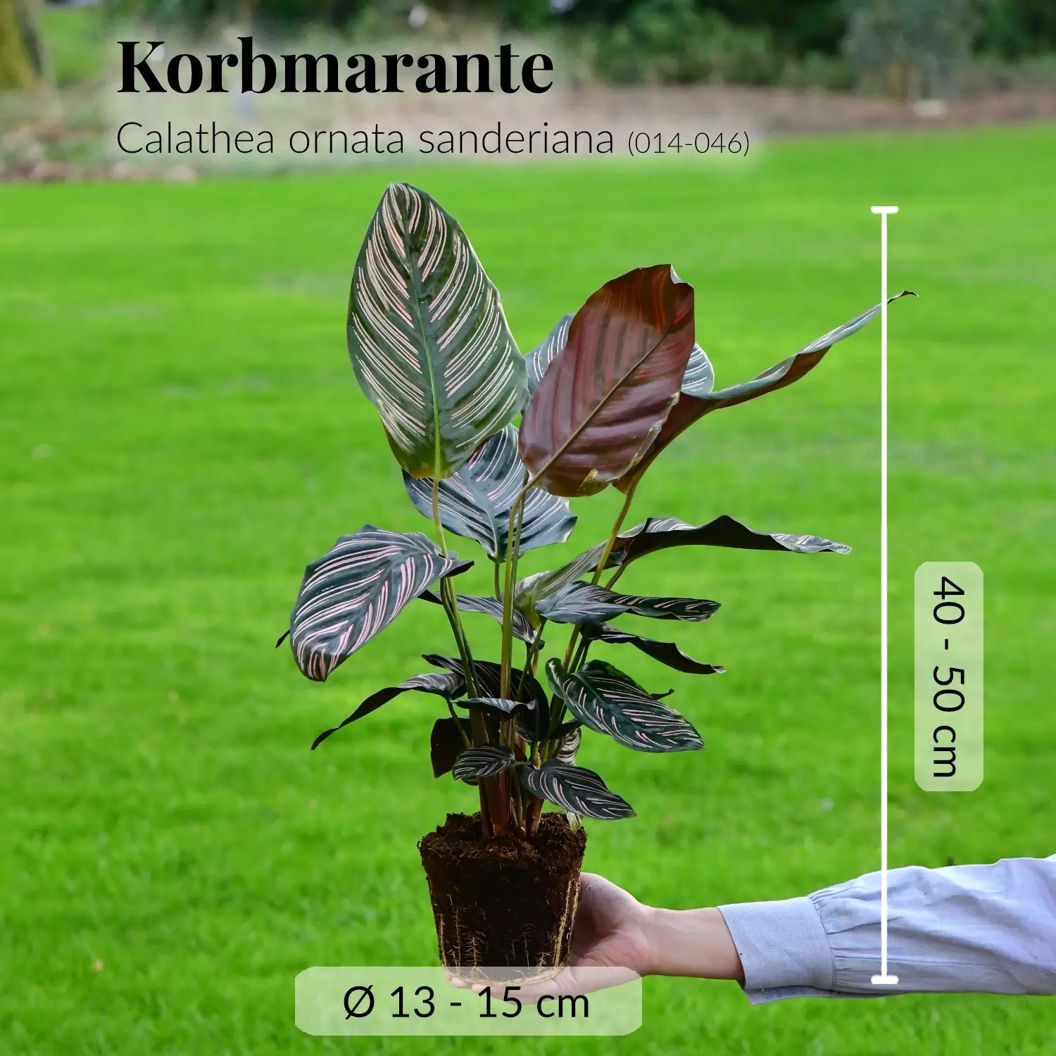 Calathea Ornata Pink in verschieden Größen liefern lassen – Green Me Up