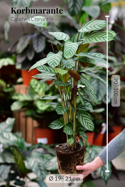 Große Star Calathea